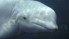 Scientists offer a rare window on secret world of the beluga whale