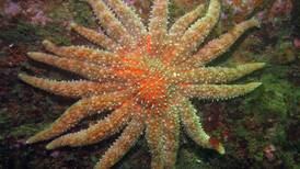 Threatened listing proposed for sunflower sea star after wasting disease devastates population