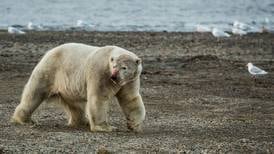 Loss of Arctic sea ice will utterly change northern ecosystem