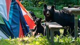 Another bear killed at East Anchorage city campground repurposed for homeless residents 
