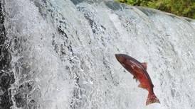 Watana dam would kill the Susitna as salmon river