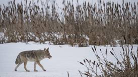 Are coyotes as smart as humans? Maybe not, but they are just as adaptable and hardy