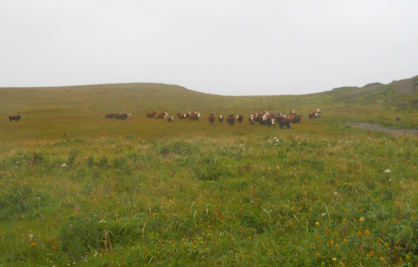  Chirikof Island cattle