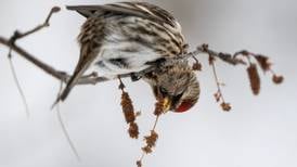 Redpolls, feisty songbirds of the Alaska winter, are flocking to feeders this season 