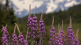 OPINION: Celebrating Alaska’s wild plants
