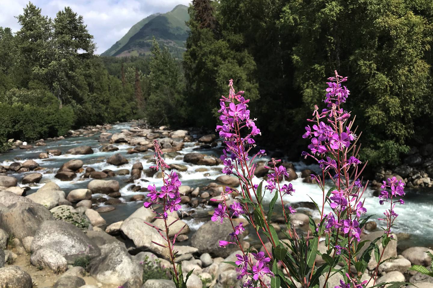 Fireweed along Little Susitna River