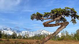 Like messengers from the past, Alaska’s bonsai trees tell stories of hard winters through their rings