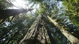 Biden administration moves to restrict logging of old-growth trees on federal land
