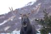 A moose, a camera and a cautionary tale 