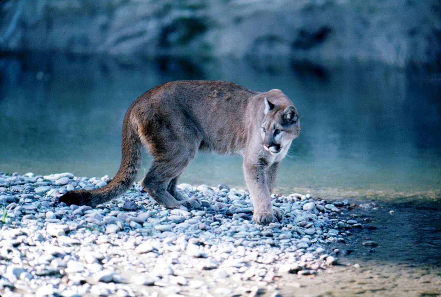 A-mountain-lion-is-seen-in-the-Grand-Teton-National-Park.-National-Park-Service-public-domain-image