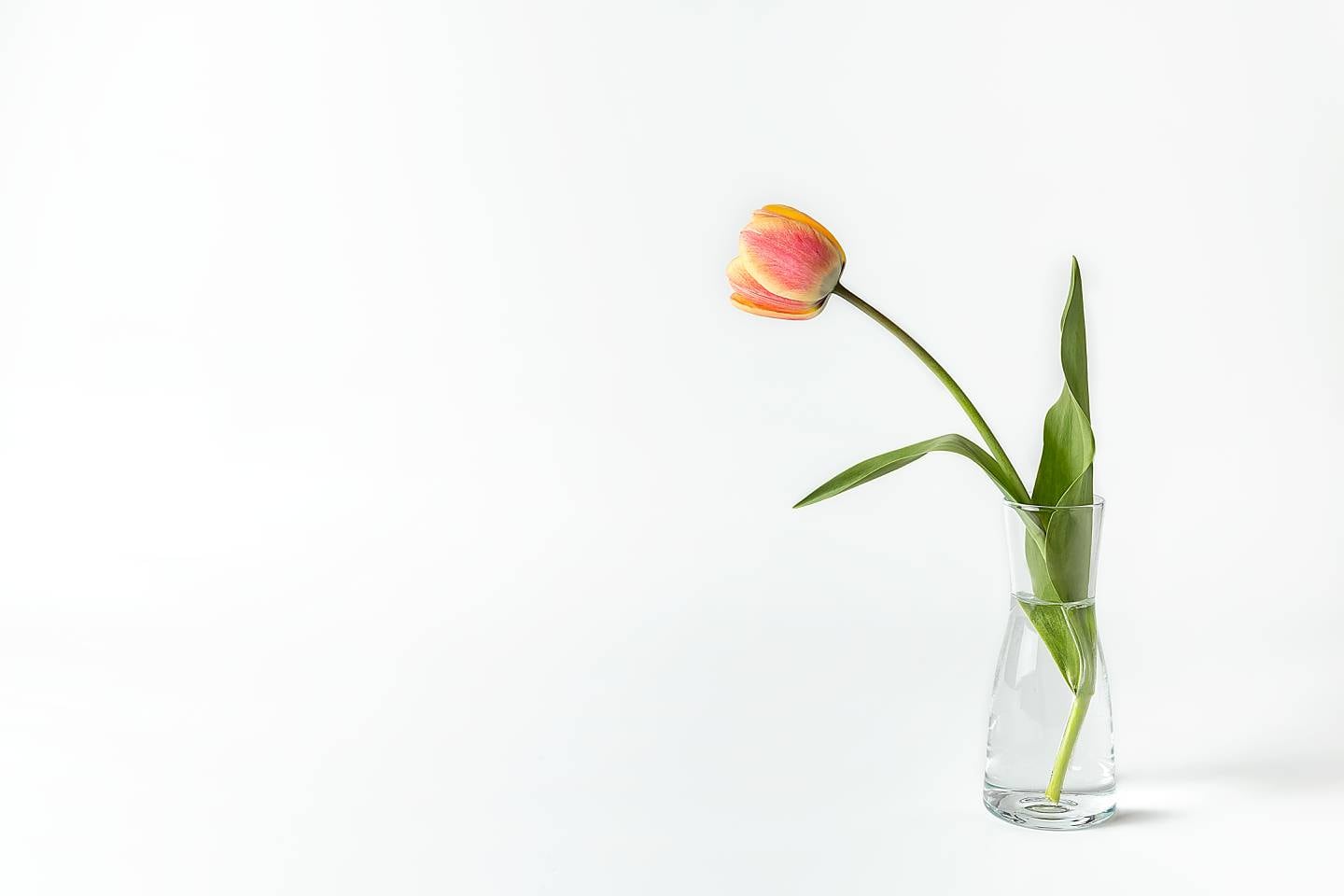 tulip in vase stock flower