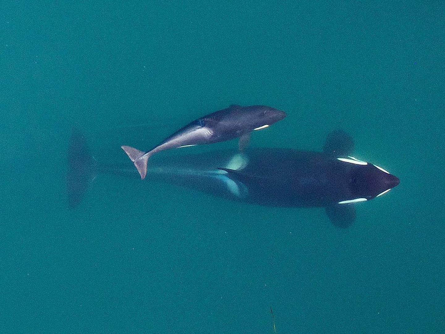 Puget Sound Orcas