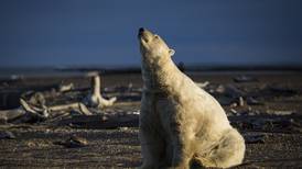 The perils of eating polar bear