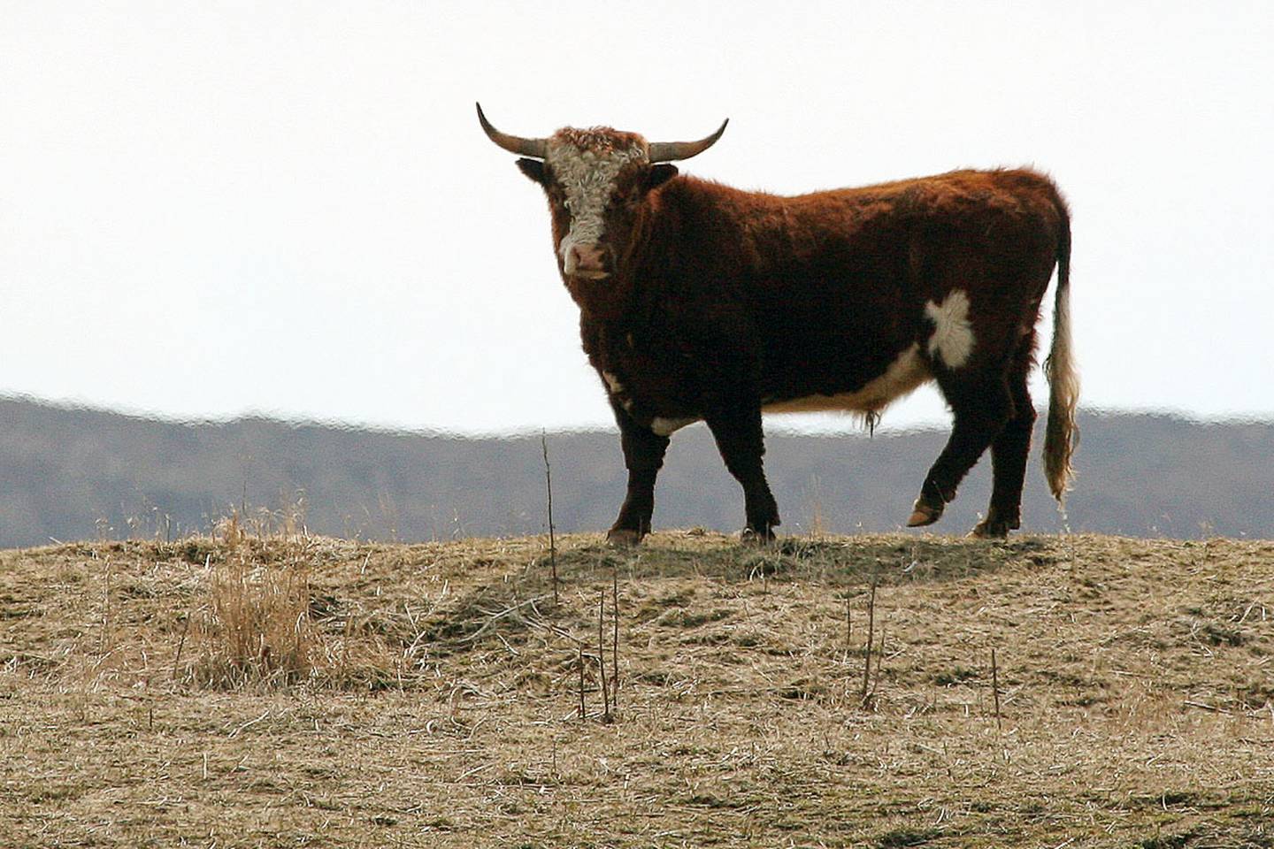 Island cattle