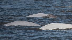 Combined threats keep Alaska’s Cook Inlet beluga numbers perilously low, scientists say