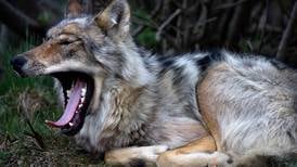 If Denali wolf ‘buffer zone’ is to return, it’s up to the Legislature or Board of Game