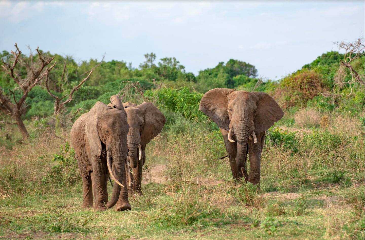 Les éléphants du parc national du lac Manyara en Tanzanie prennent un bain de poussière