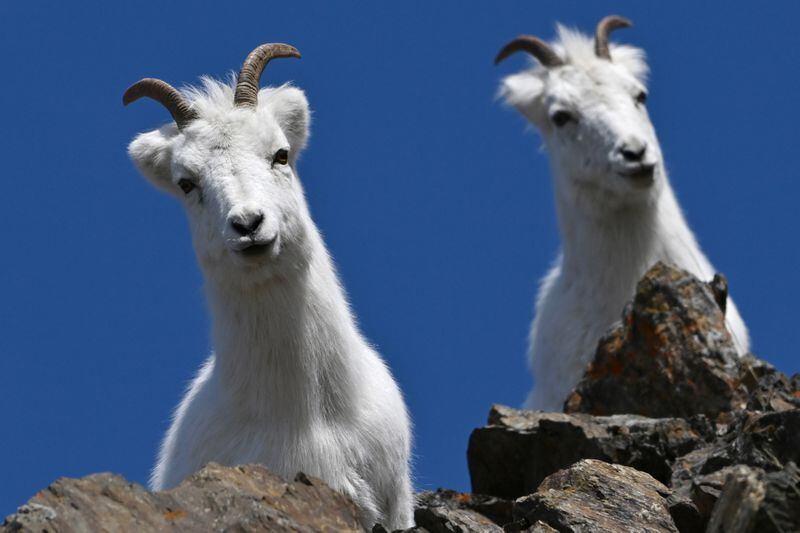 Dall sheep look down from the rocky cliffs at Mile 106 of the Seward High along Turnagain Arm on Sunday, April 7, 2024. (Bill Roth / ADN)