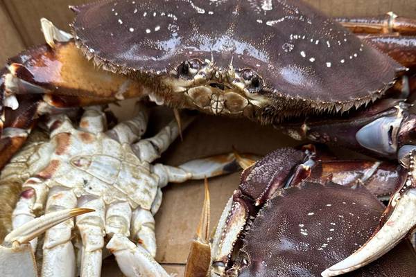 Bering Sea Dungeness crab season starts in May, officials predict good harvests