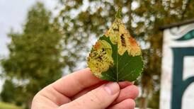 Seeing brown birch leaves? It’s not necessarily a sign of fall. Blame leaf-munching larvae.