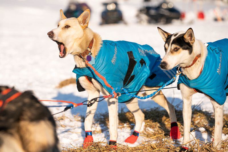 Dogs in Aaron Peck's team howl before leaving Nikolai on Tuesday, March 10, 2020 during the Iditarod Trail Sled Dog Race. (Loren Holmes / ADN)