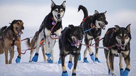 21 of our favorite photos from the 2023 Iditarod in Nome