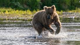 OPINION: Lamenting the state’s kill of Wood-Tikchik Park bears