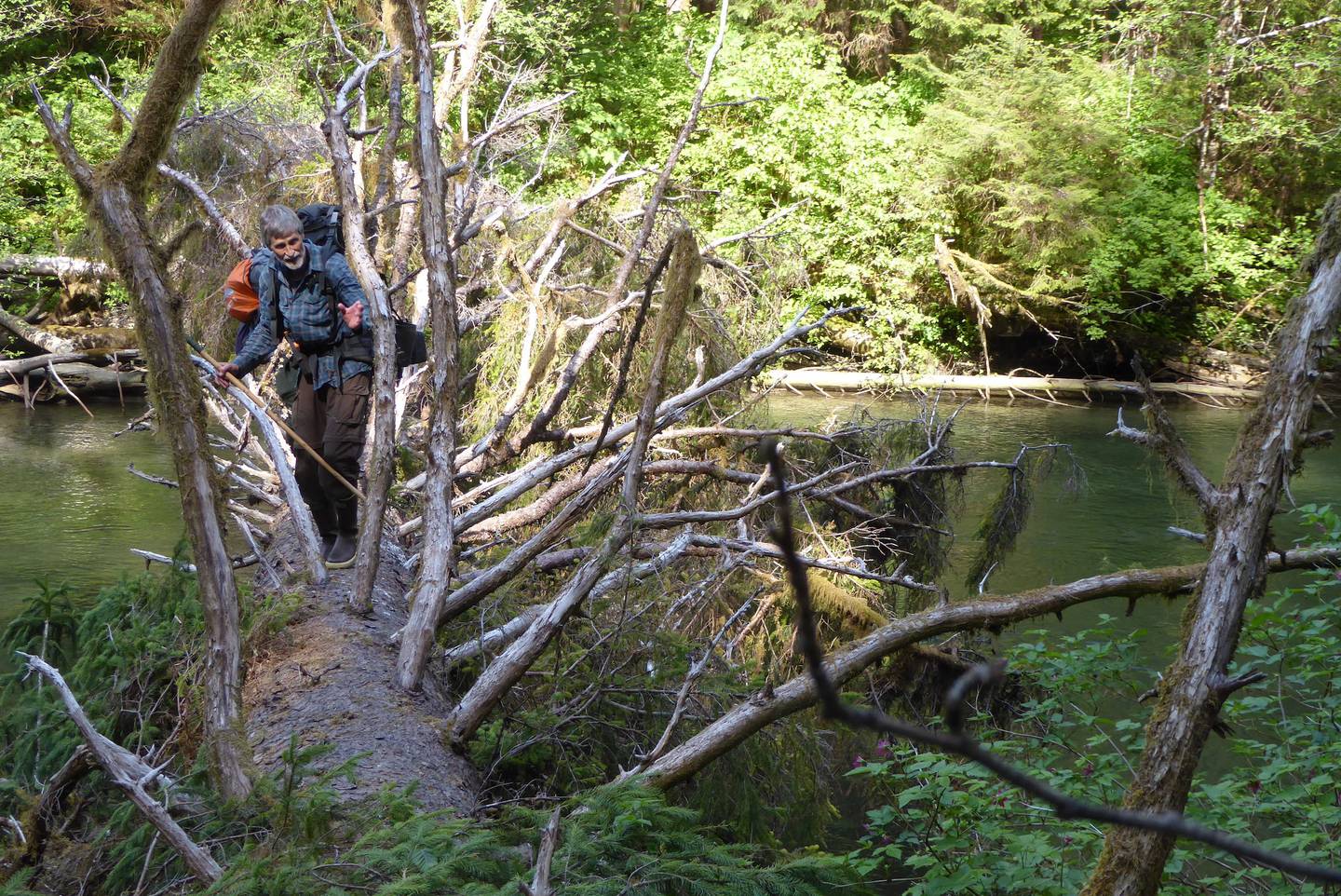 Lewis Sharman crosses a fallen Sitka spruce tree over Echo Creek