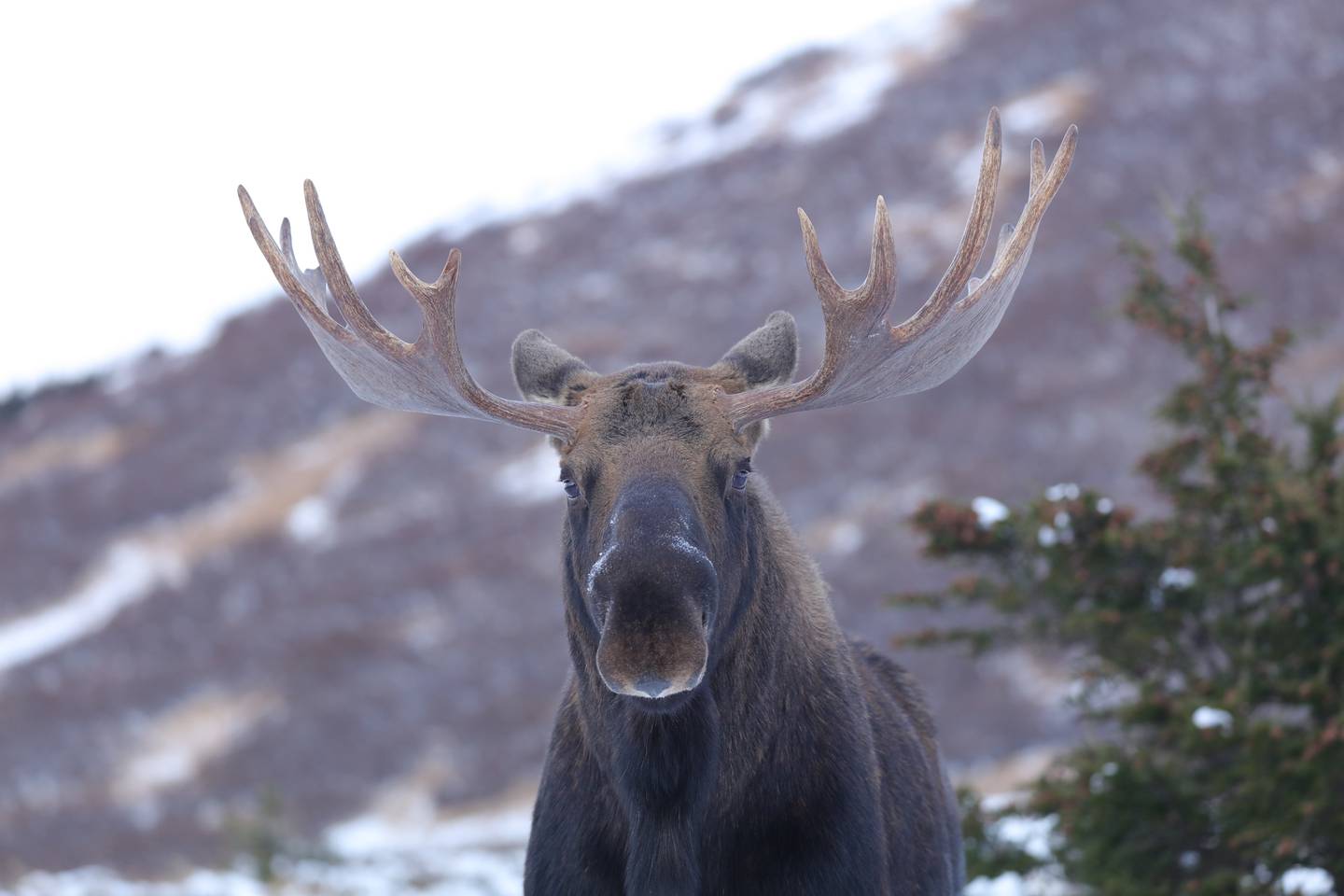 A look from a moose that says you better leave and don’t come back