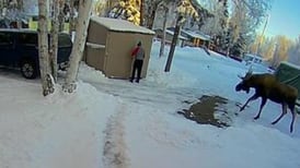 Door camera records young moose trapping Anchorage man in his shed