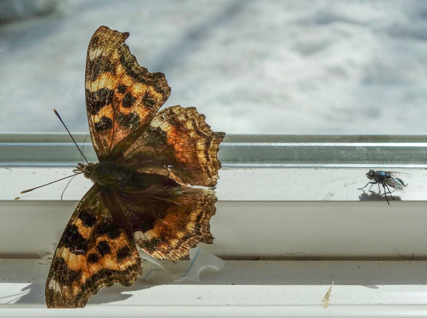 A Compton tortoiseshell butterfly emerges from winter hibernation