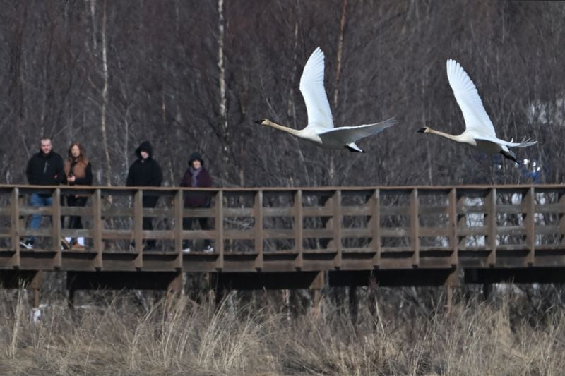 Trumpeter swans fly near the boardwalk at Potter Marsh in the Anchorage Coastal Wildlife Refuge on Sunday, April 14, 2024.  (Bill Roth / ADN)