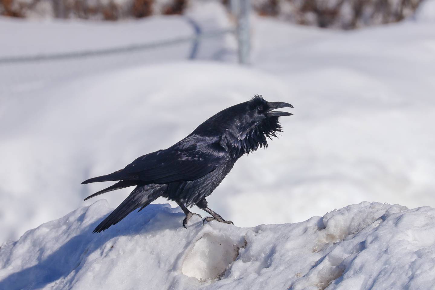 A raven vocalizes on the west side of Fairbanks