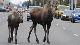 All Alaskans have a part in minimizing unwanted encounters with wildlife