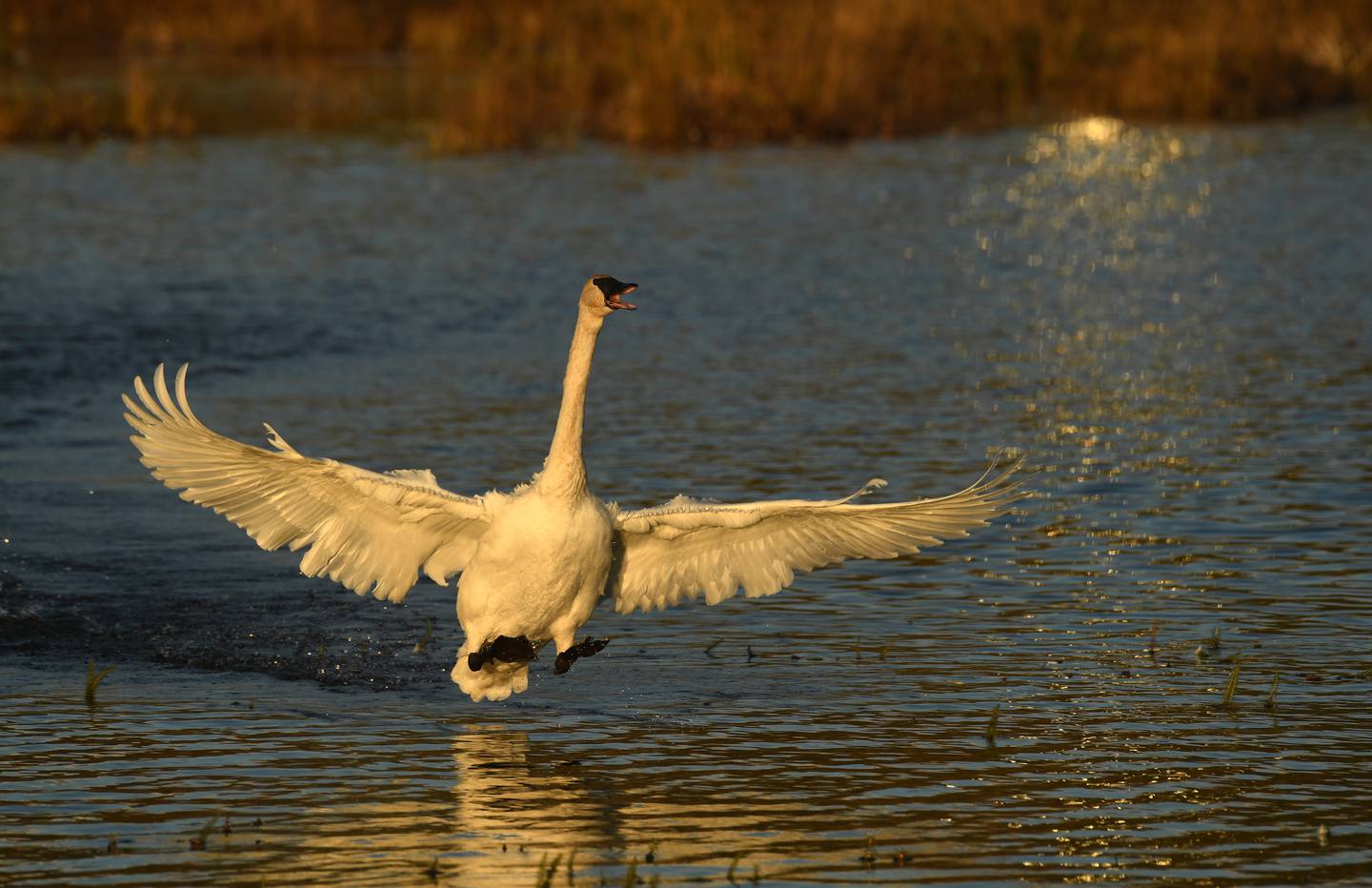 Swans, Trumpeter Swans, Potter Marsh, Seward Highway, Turnagain Arm, Birds, Water Fowl, Flight, Tundra Swan, Chugach Mountains