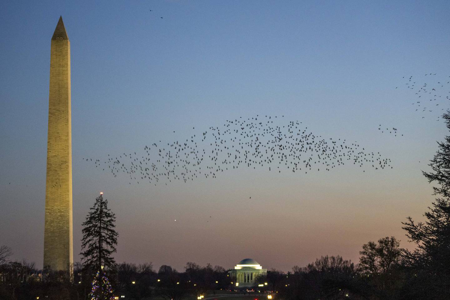 Murmuration of blackbirds flying over the White House grounds with the Washington Monument and Lincoln Memorial behind