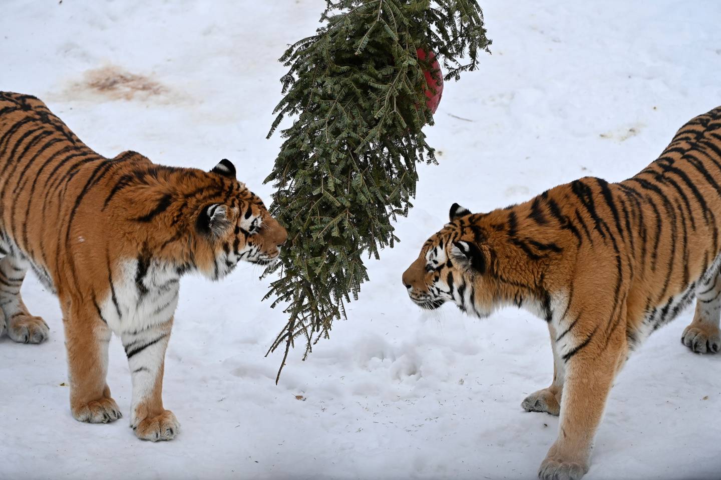 Alaska Zoo, animals, Christmas trees