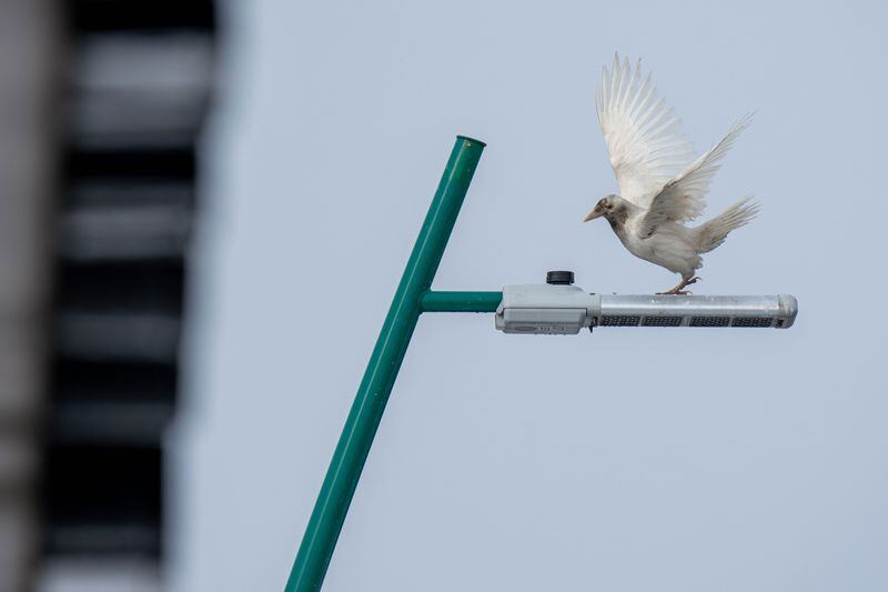 A white raven takes off from a light pole near Plato's Closet in Spenard on Friday, April 5, 2024 in Anchorage. The leucistic raven, which has white feathers, a white beak, and blue eyes, has been seen in Anchorage since October. (Loren Holmes / ADN)