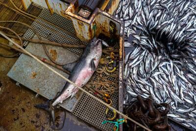 Peltola sponsors a bill to limit salmon bycatch. The pollock industry calls it ‘unworkable.’