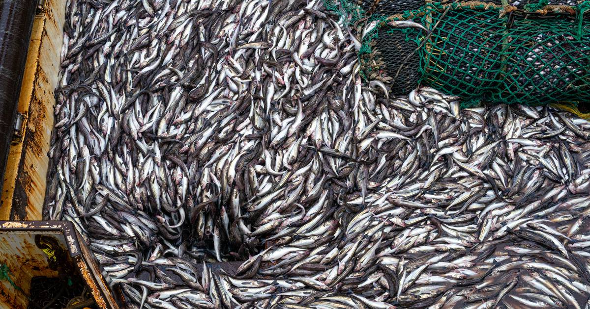 Fishery council votes to study tighter limit on Bering Sea pollock fleet chum salmon bycatch