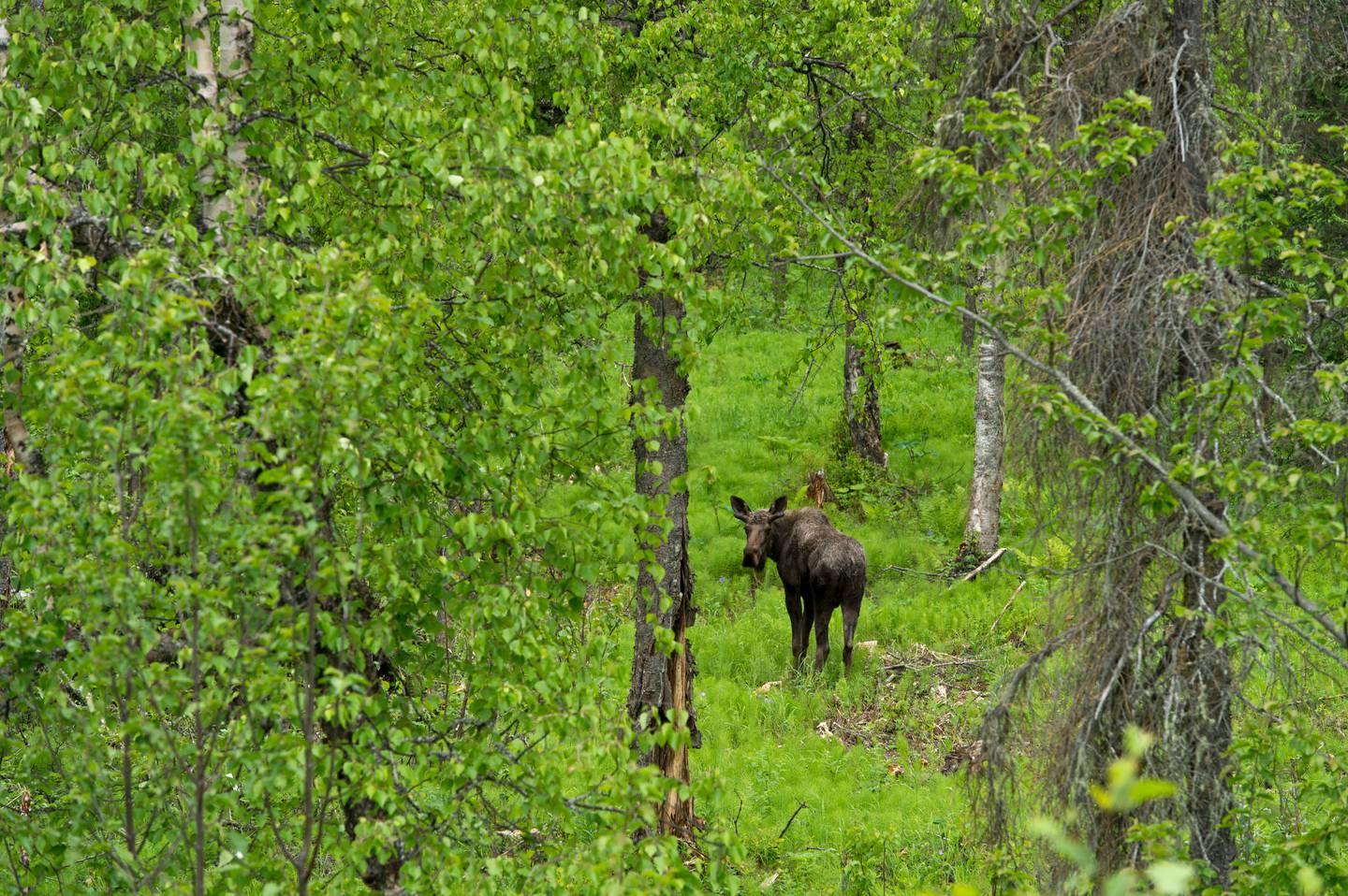 Moose, government peak recreation area