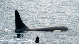 NOAA Fisheries releases more information about ‘high level’ of killer whales caught this year by Alaska trawl fleet