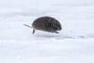‘Teaming With Microbes’ podcast: All about voles