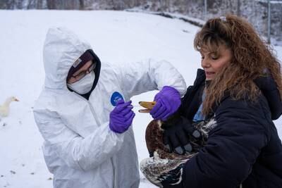 Highly pathogenic bird flu continues to spread in Alaska, state veterinarian says