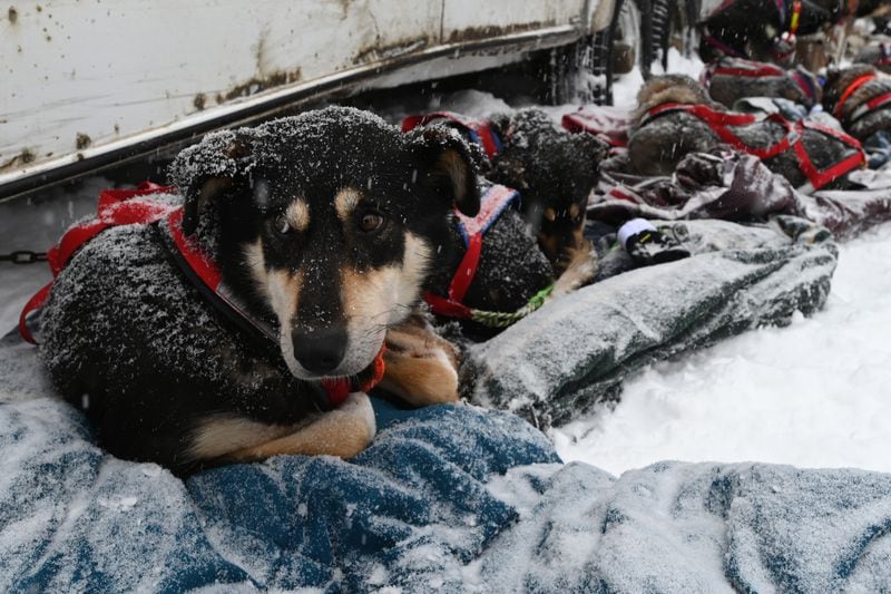 A sled dog named Anna and her teammates with musher Nic Petit rest on blankets prior to the restart of the Iditarod Trail Sled Dog Race in Willow on Sunday, March 8, 2020. (Bill Roth / ADN) 