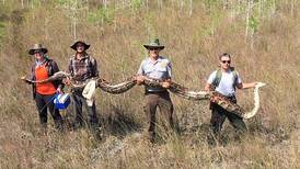 Record 17-foot, 140-pound python captured in Florida  