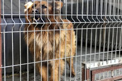 Mat-Su Borough now requires that all ‘found’ animals be turned over to shelter