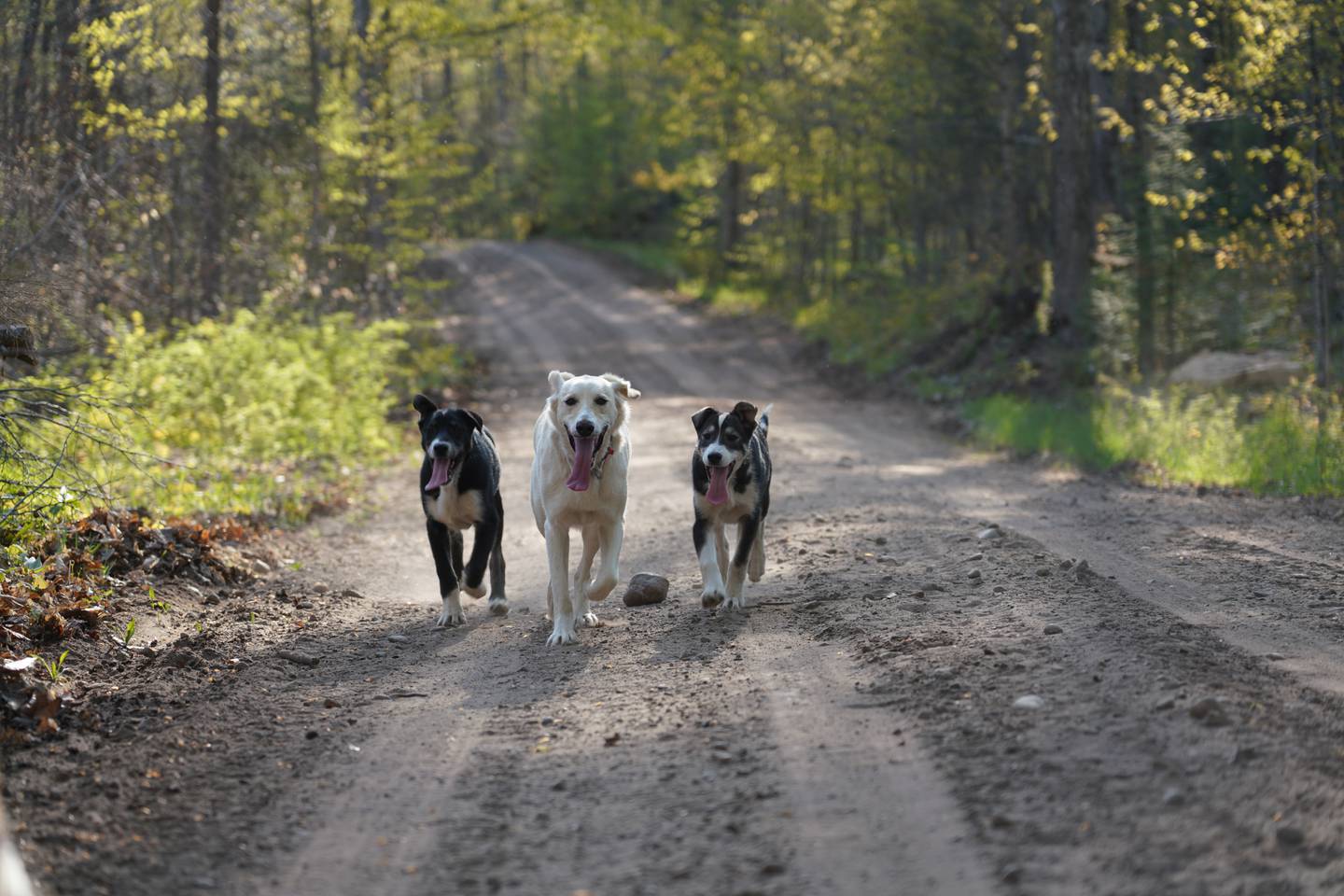 Dogs running in a picture from the book “Dogs on the Trail: A Year in the Life” by Blair Braverman and Quince Mountain