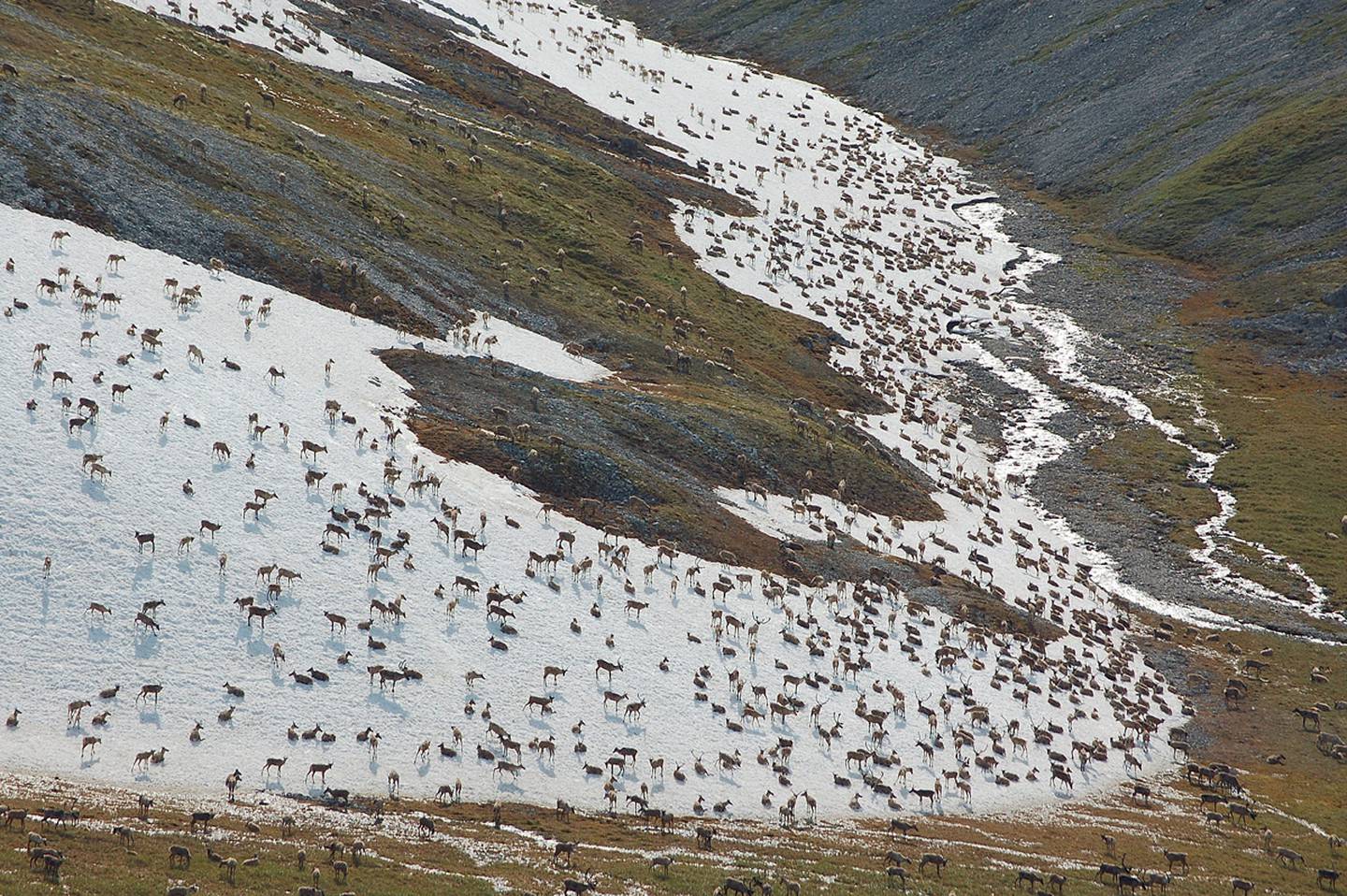 Western Arctic Caribou Herd