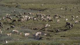 ANWR wilderness is vital to caribou, Gwich'in people in Alaska
